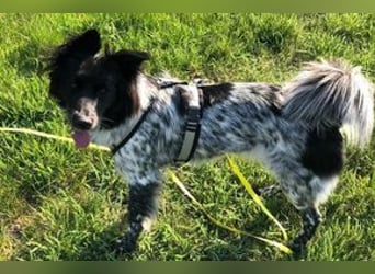 NOTFALL Lilli, benötigt dringend ein neues Zuhause!