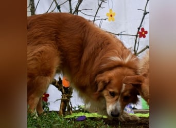 Ralph sucht endlich ein Körbchen