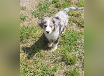Super schöne Miniature Australian Shepherd Schmusebärchen aus liebevoller Hausaufzucht .