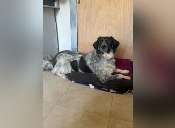 Leia, kleine Lakritznase sucht liebevolle Familie!