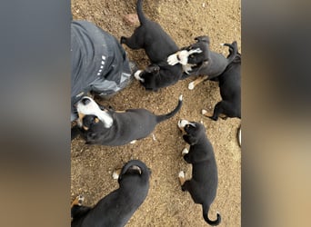 Entlebucher Sennenhundwelpen