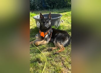 Joshi, geboren 04.06.2024, 54cm sucht neues Zuhause