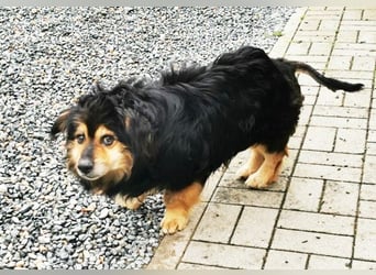 Grumpy, Cavalier King Charles Spanielmischling, geb. 2018, kauziger, kleiner Rüde