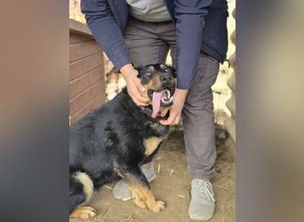 Mimi-LM, Traumhündin sucht aktive Familie