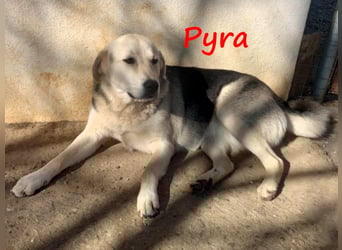 Pyra 05/2023 (GRC Pflegestelle) - verschmuste und ausgeglichene, süße Junghündin!