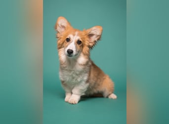 FLUFFY Welsh Corgi Pembroke HÜNDIN