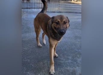 CHIARA❤️charmant, sozial, offenherzig und sucht dringend ihr Für-Immer-Nest