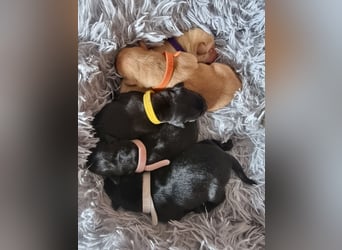 Edle Labrador Welpen (Schwarz/Foxred/Creme) mit Ahnentafel, Nachkommen von Champions