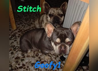 Stitch geb. 08/2023 (ESP) - gesellige und neugierige Französische Bulldogge!