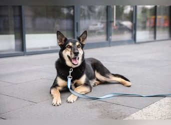 Chejs ein schwarzer Schäferhund - mischling als  treuer Wegbereiter!
