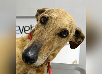 Joshua - sanfter Goldjunge, Windhundefans gesucht!