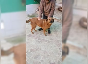 Daisy, familienfreundliche Traumhündin