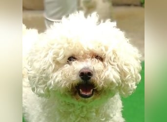 NORA Bichon Mix