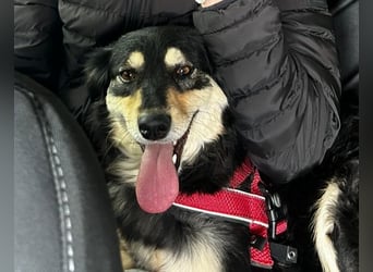 Miley - anhängliche, liebe und katzenverträgliche Hündin / z.Zt. noch in Rumänien