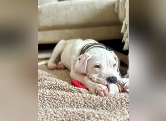 NEUE Welpen sind da.. die reinrassigen Dogo Argentinos mit Ahnenpass