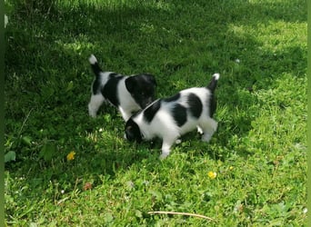 Foxterrier 