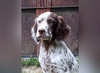 English setter Rüde