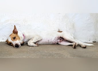 Suki, ein freundlicher Podi Bub