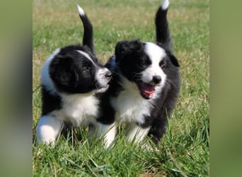 Australian Shepherd Welpe (reinrassig)