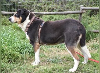 Sanfte, liebe Alexa sucht ruhiges Zuhause