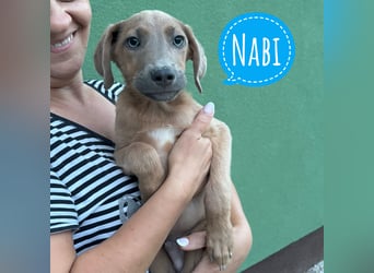 Nabi ein zarter Bub
