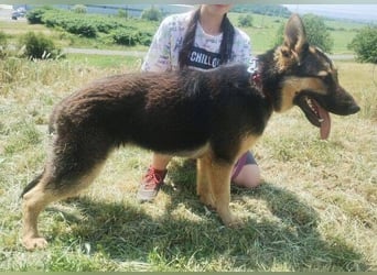 Merida, Schäferhund Mischling