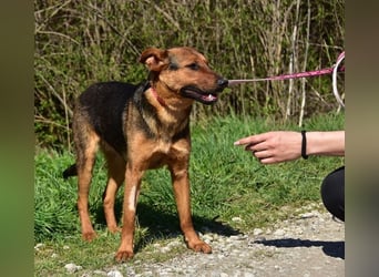 Bobko ist ein entspannter, lieber Hund
