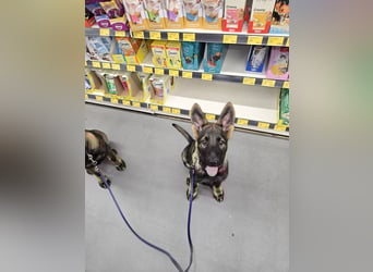 Dunkelgraue Schäferhunde aus Kör-u.Leistungzucht