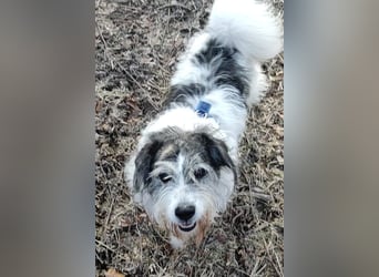 Tobi, geb. 2018, Wuschelhund sucht liebevolles Zuhause