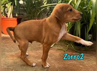 Zorro2 02/2025 (ESP) - cleverer, kleiner Podenco-Bodeguero Mix Welpe!