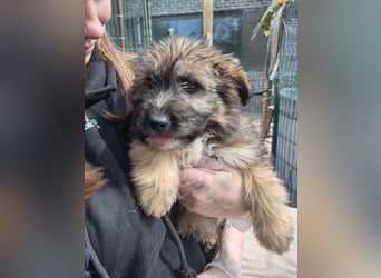 ⭐️MAYO⭐️, Rüde, 3 Monate, 23 cm, Mischling, Tierschutz