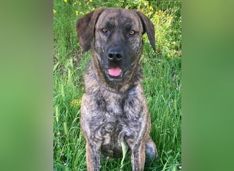 Ifi – eine Hundedame von Eleganz und Format!