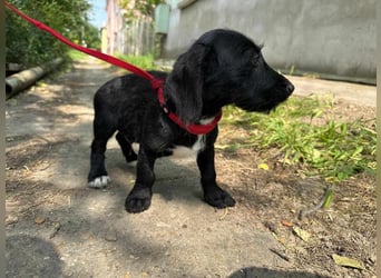 Alex, geboren 16.03.2025, 22cm sucht Dich!