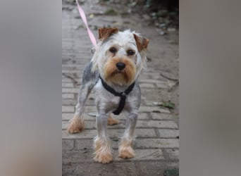 Bubi - freundlicher, aufgeschlossener, kleiner Rüde