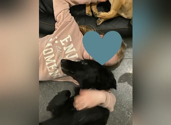 Cooper ❤️ Pflegefamilie 42109 Wuppertal