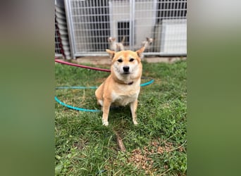 Kira PP – sensible Shiba Inu-Dame sucht einfühlsame Menschen