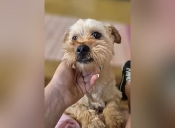 Franz - freundlicher, menschenbezogener Mini Yorkshire Terrier Mix Rüde / z.Zt. noch in Rumänien