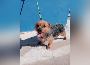 Tara, sucht mit ihrem Freund Tobby ein Zuhause