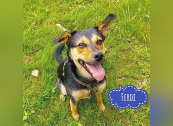Ferdi ein kleiner freundlicher Schatz