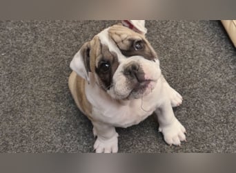 Freiatmige Bulldoggenwelpen Abgabebereit