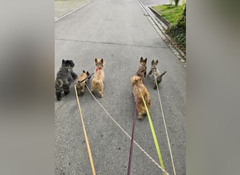 Lustige Kobolde / Cairn Terrier suchen ein Zuhause