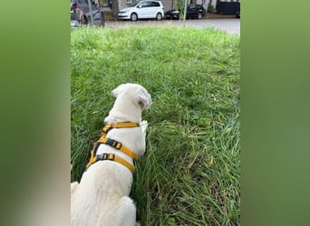 Yoda: kleiner Lausbub auf Pflegestelle in Sachsen