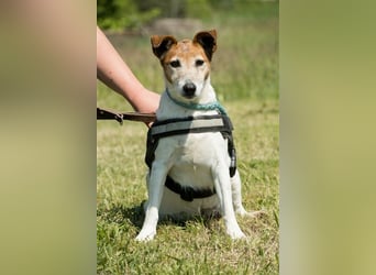 Pici-SI, Schmuse-Omi sucht dringend ein warmes Körbchen