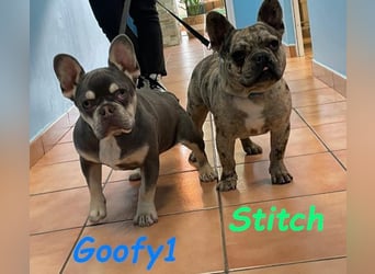 Stitch geb. 08/2023 (ESP) - gesellige und neugierige Französische Bulldogge!