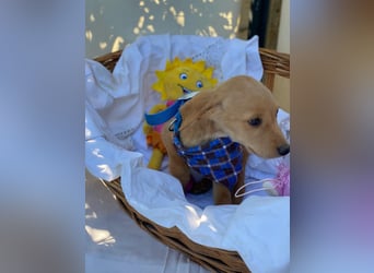 Zsebi LM - Zuhause gesucht – Neun kleine Hundekinder auf großer Mission