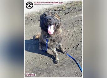 Bronko auf der suche nach seinem Glück