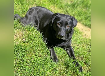 Laika - neugierig,verspielt&verschmust