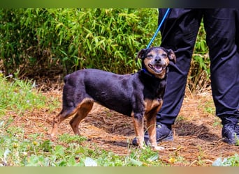 Fiona, Mix Pinscher / Chihuahua, lieb und verträglich