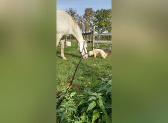 Zwergpudel Welpen im Juni abzugeben