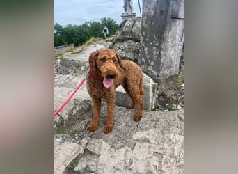 Labradoddle F1